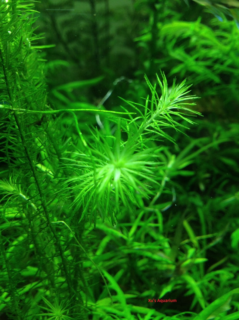 Stream Bogmoss, Mayaca fluviatilis, Live Aquarium/Aquatic/Background/Red Plant,Planted Tank,Aquascap image 3