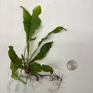 May include: A green aquatic plant with long, wavy leaves and visible roots. A US quarter is next to the plant for size comparison. The plant has a logo that says "Aquarium Plant Center" and "Est. 2020".