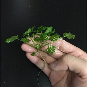 Cardamine lyrata sp. Vietnam Live Aquarium/Aquatic/Stem Plant, Planted Tank image 3