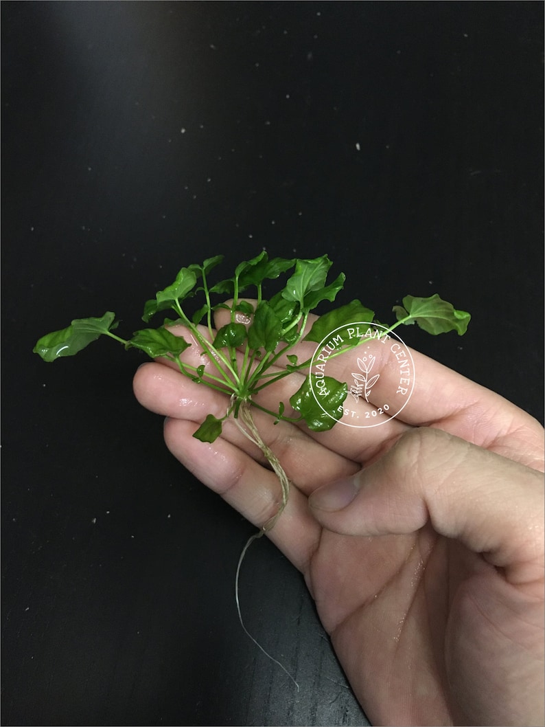 Cardamine lyrata sp. Vietnam Live Aquarium/Aquatic/Stem Plant, Planted Tank image 3