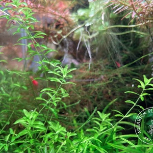 May include: A close-up of a planted aquarium with green aquatic plants. The aquarium has a logo in the bottom right corner that reads "Aquarium Plant Center Est. 2020".