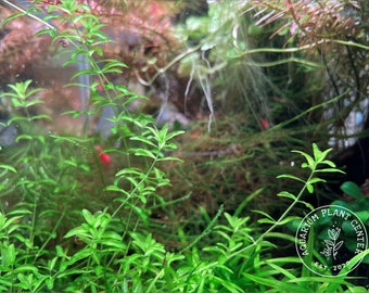 Hemianthus micranthemoides, Pearl Weed, Live Aquarium/Aquatic/Foreground/Midground/Background/Stem Plant,Planted Tank,Aquascaping, Nano Tank