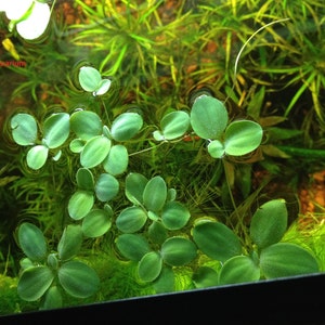 Sale Dwarf Water Lettuce, Pistia stratioes, Live Aquarium/Aquatic/Floating/Pond Plant image 3