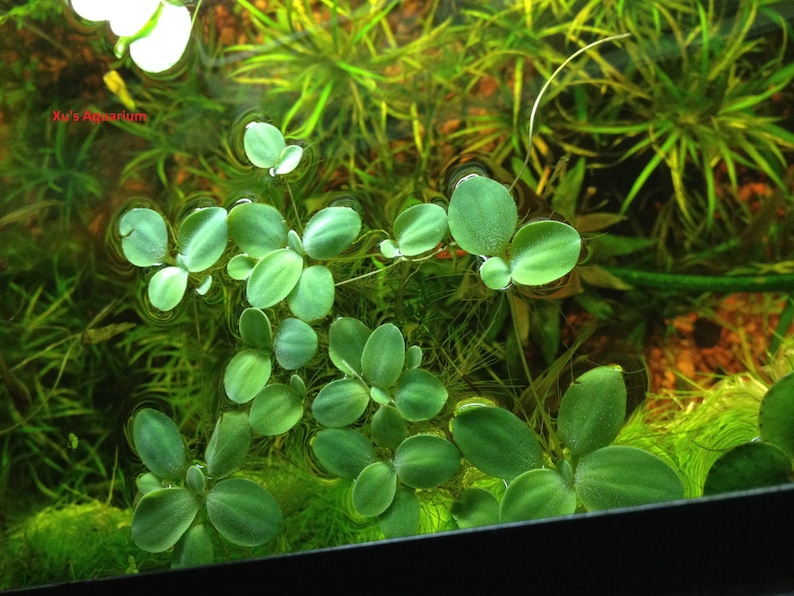 Sale Dwarf Water Lettuce, Pistia stratioes, Live Aquarium/Aquatic/Floating/Pond Plant image 3