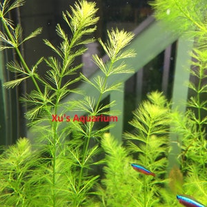Western Milfoil, Myriophyllum hippuroides, Live Aquarium/Aquatic/Background/Red Plant,Planted Tank,Aquascape image 3