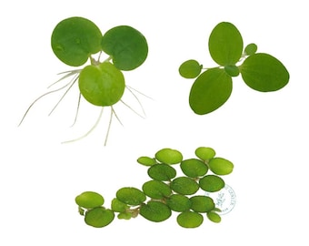 Floating Plant Package #1, Frogbit + Dwarf Water Lettuce + Water Spangles,Live Aquarium/Floating/Pond/aquatic Plant, Aquascaping, betta tank