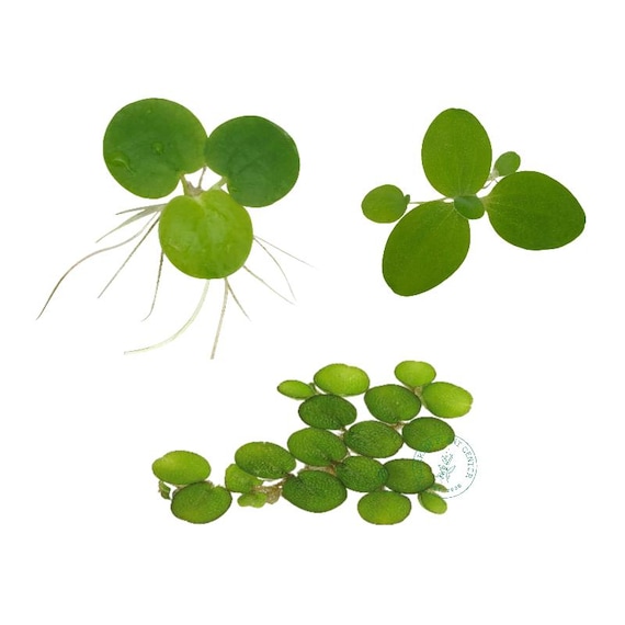 Lettuce Flourishing {Acrylic Keychain} Lettuce Flourishing {Acrylic Keychain}