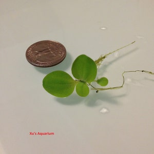 Sale Dwarf Water Lettuce, Pistia stratioes, Live Aquarium/Aquatic/Floating/Pond Plant image 4