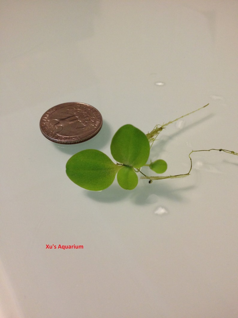 Sale Dwarf Water Lettuce, Pistia stratioes, Live Aquarium/Aquatic/Floating/Pond Plant image 4