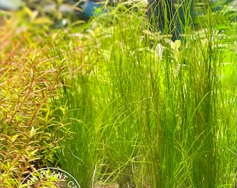 Dwarf Hairgrass, Eleocharis pusilla (parvula), Live Aquarium/Aquatic/Foreground/Carpet Plant, Shrimp/nano Tank,Planted Tank,Aquascape,