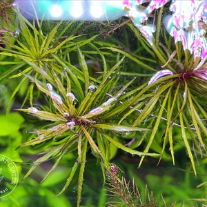 Pogostemon Stellatus, Eusteralis stellata, Live Aquarium/Aquatic/Background Plant, Planted Tank, Aquascape
