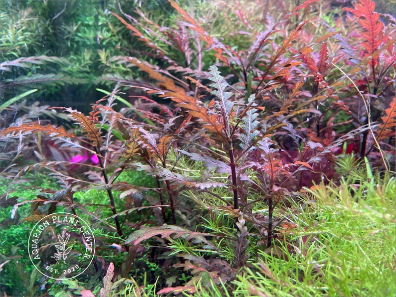 Hygrophila pinnatifida, Live Aquarium / Aquatic Plant image 1