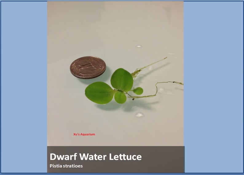 Floating Plant Package 2, Frogbit Red Root Floater Dwarf Water Lettuce Water Spangles,Live Aquarium/Floating/Pond/aquatic Plant image 4