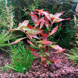 Ludwigia repens, Live Aquarium/Aquatic/Background/Red/Stem Plant,Planted Tank,Aquascape imagem 1