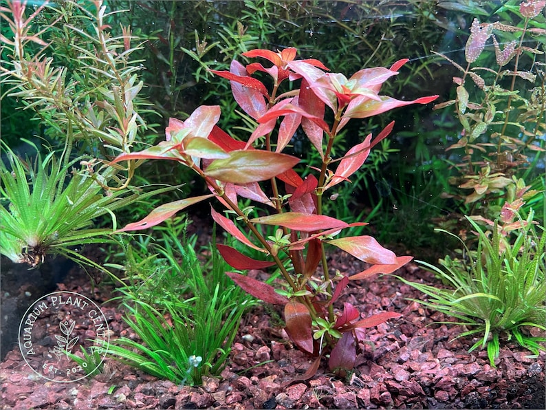 Ludwigia repens, Live Aquarium/Aquatic/Background/Red/Stem Plant,Planted Tank,Aquascape imagem 1