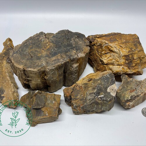 Petrified Wood Stone / Planted Aquarium / Decoration / Etsy