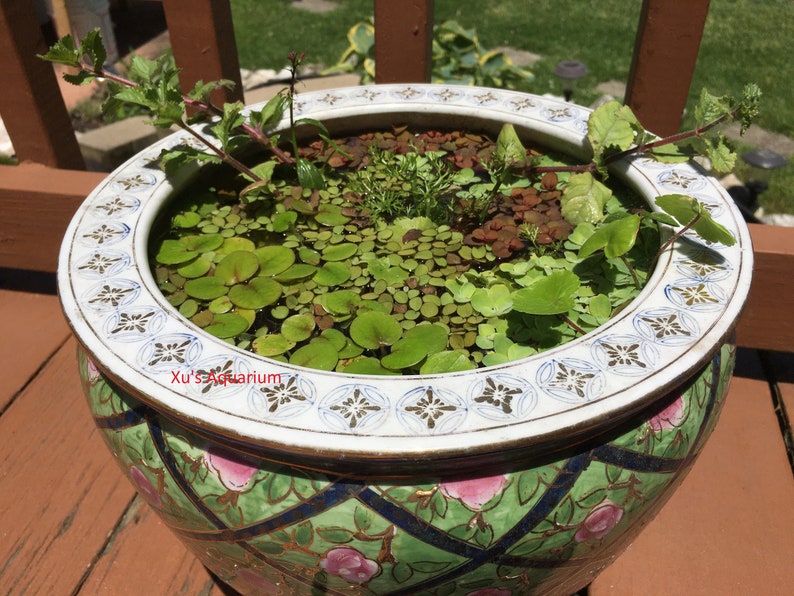 Floating Plant Package 2, Frogbit Red Root Floater Dwarf Water Lettuce Water Spangles,Live Aquarium/Floating/Pond/aquatic Plant image 6