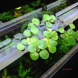 Venta Amazon frogbit, Limnobium laevigatum, Acuario Vivo/Acuático/Flotante/Planta de Estanque imagen 1