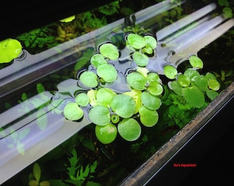 Sale! Amazon frogbit, Limnobium laevigatum, Live Aquarium/Aquatic/Floating/Pond Plant