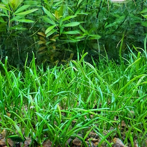 Micro Sword/Lilaeopsis novaezelandiae, Live Aquarium/Aquatic/Nano Tank/Foreground/Carpet Plant