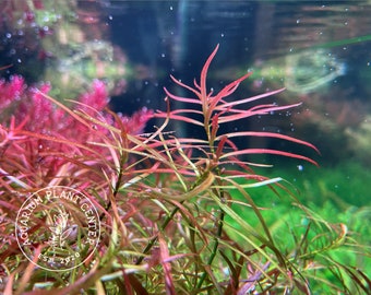 Ludwigia arcuata, Live Aquarium/Aquatic/Background/Stem/Red Plant, Planted Tank, Aquascaping