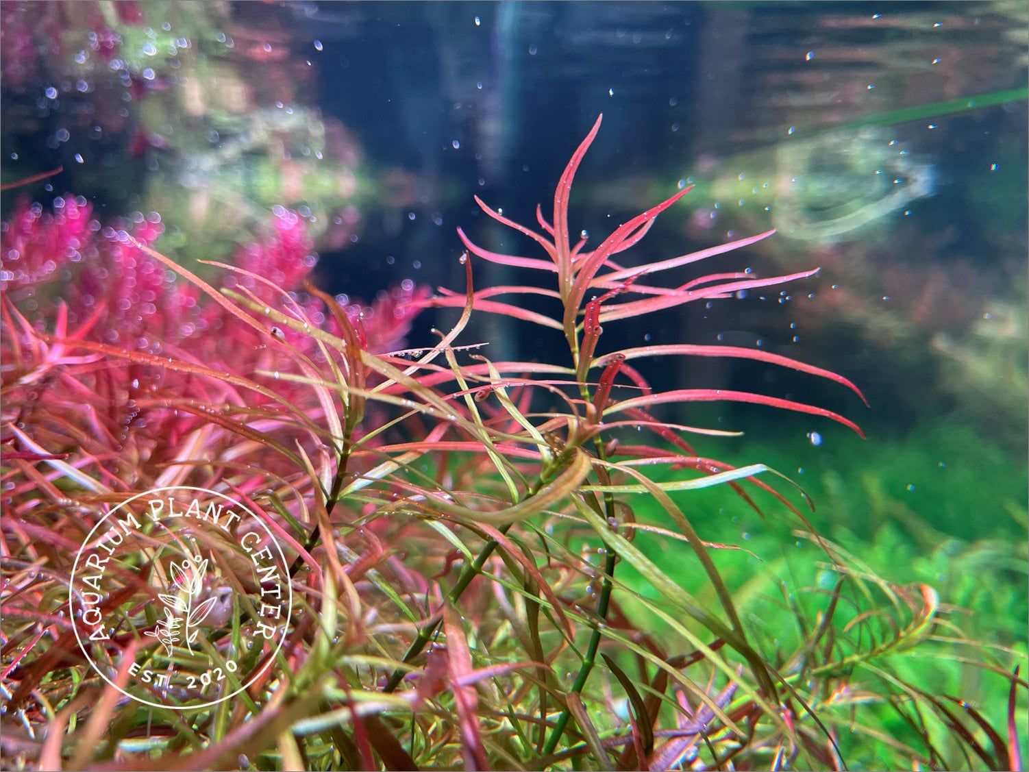 Ludwigia arcuata, Live Aquarium/Aquatic/Background/Stem/Red Plant, Planted Tank, Aquascaping