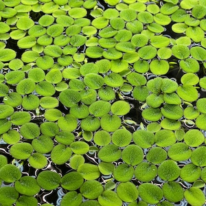 Sale! Water Spangles, Salvinia minima, Live Aquarium/Aquatic/Floating/Pond Plant