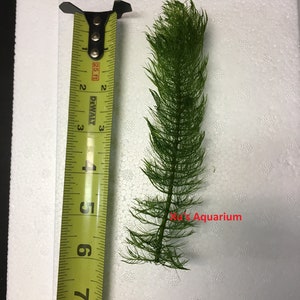 K&ouml;nnte beinhalten: Nahaufnahme einer gr&uuml;nen Wasserpflanze, etwa 20 cm lang, gemessen an einem gelben Ma&szlig;band. Die Pflanze befindet sich auf einem wei&szlig;en Hintergrund mit einem kleinen Textetikett mit der Aufschrift "Xu's Aquarium".