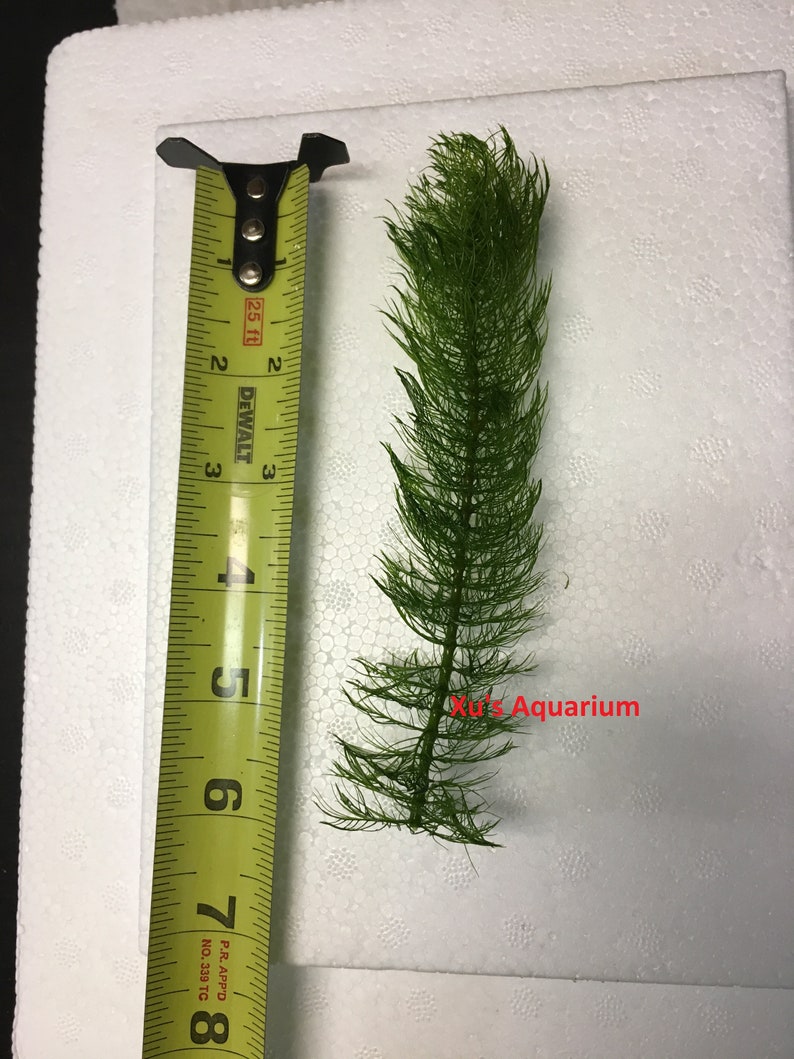 K&ouml;nnte beinhalten: Nahaufnahme einer gr&uuml;nen Wasserpflanze, etwa 20 cm lang, gemessen an einem gelben Ma&szlig;band. Die Pflanze befindet sich auf einem wei&szlig;en Hintergrund mit einem kleinen Textetikett mit der Aufschrift "Xu's Aquarium".