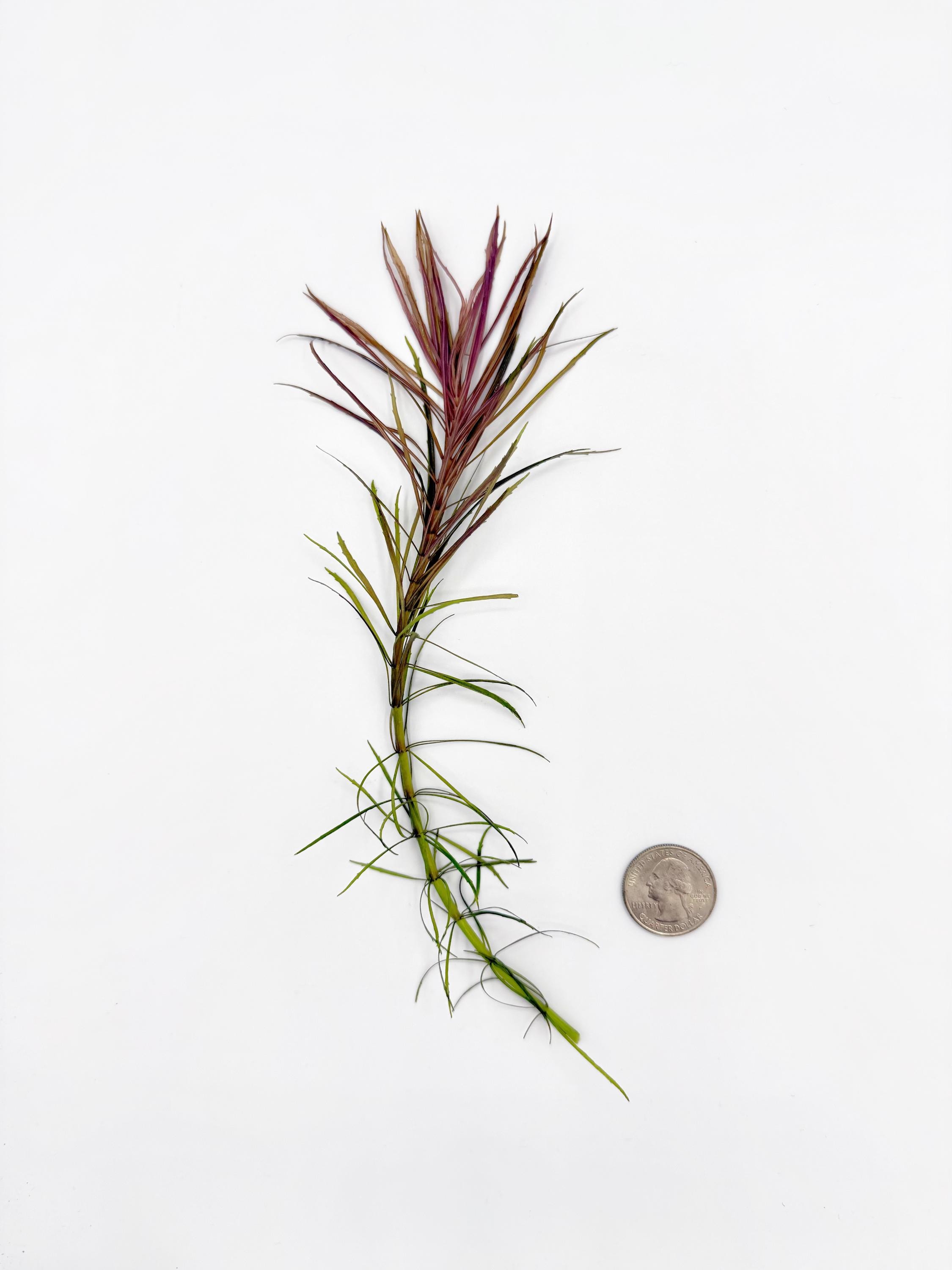 Pogostemon Stellatus, Eusteralis Stellata, Live Aquarium/aquatic