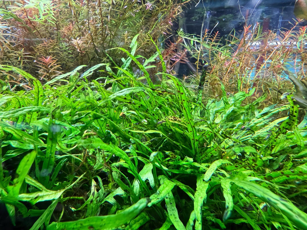 Java Fern Trident Mini, Microsorum Pteropus 'trident' Mini, Midground ...