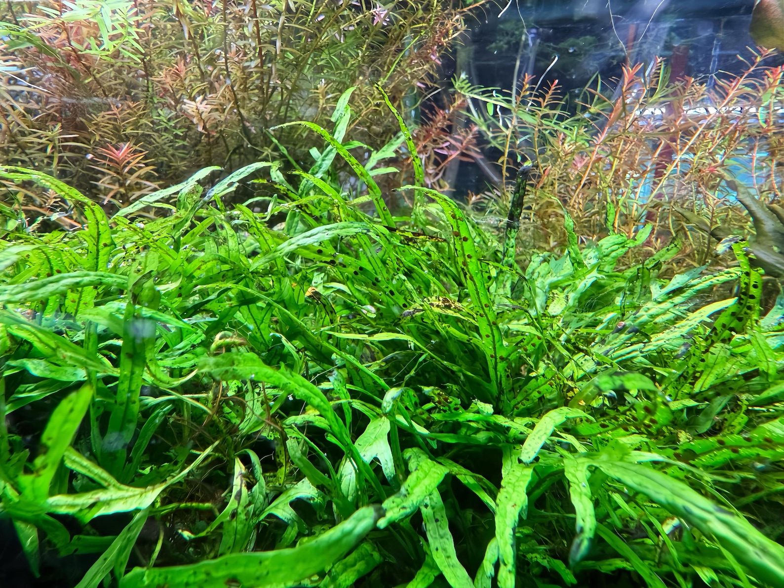 Java Fern Trident Mini, Microsorum Pteropus 'trident' Mini, Midground ...