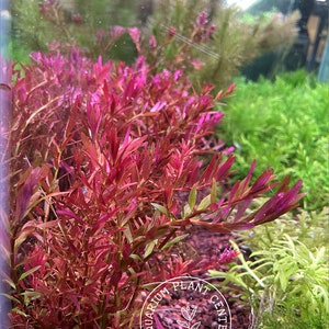 Rotala macrandra mini, Live Aquarium/Aquatic/Background Plant, Planted Tank, Aquascape