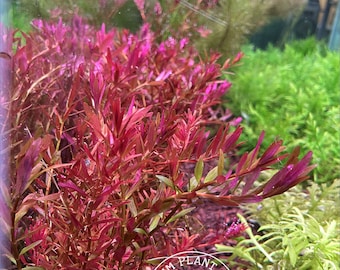 Rotala macrandra mini, Live Aquarium/Aquatic/Background Plant, Planted Tank, Aquascape