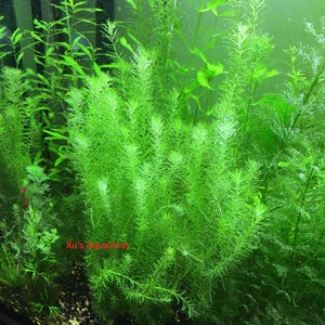 Stream Bogmoss, Mayaca fluviatilis, Live Aquarium/Aquatic/Background/Red Plant,Planted Tank,Aquascap image 4