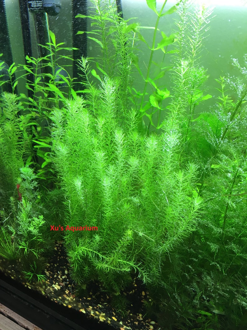 Stream Bogmoss, Mayaca fluviatilis, Live Aquarium/Aquatic/Background/Red Plant,Planted Tank,Aquascap image 4
