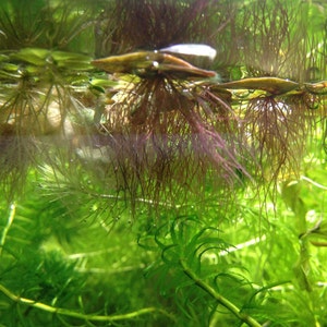 K&ouml;nnte beinhalten: Nahaufnahme eines S&uuml;&szlig;wasseraquariums mit gr&uuml;nen und roten Wasserpflanzen. Die Pflanzen wachsen in einem durchsichtigen Glasbecken. Der Text "Xu's Aquarium" ist in der linken unteren Ecke des Bildes sichtbar.