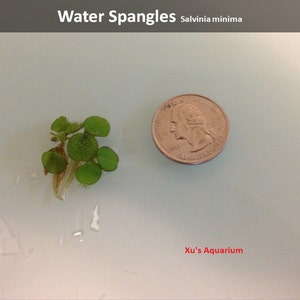 Floating Plant Package 2, Frogbit Red Root Floater Dwarf Water Lettuce Water Spangles,Live Aquarium/Floating/Pond/aquatic Plant image 5