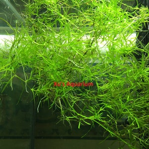 Guppy Grass, Najas guadalupensis, Live Aquarium/Aquatic/Shrimp/Low Tech,Planted Tank,Aquascape image 2