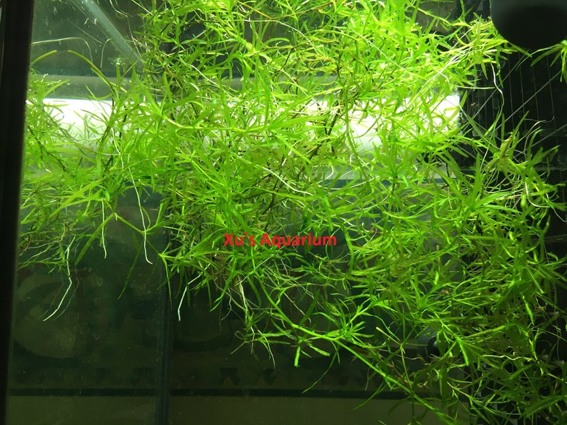 Guppy Grass, Najas guadalupensis, Live Aquarium/Aquatic/Shrimp/Low Tech,Planted Tank,Aquascape image 2