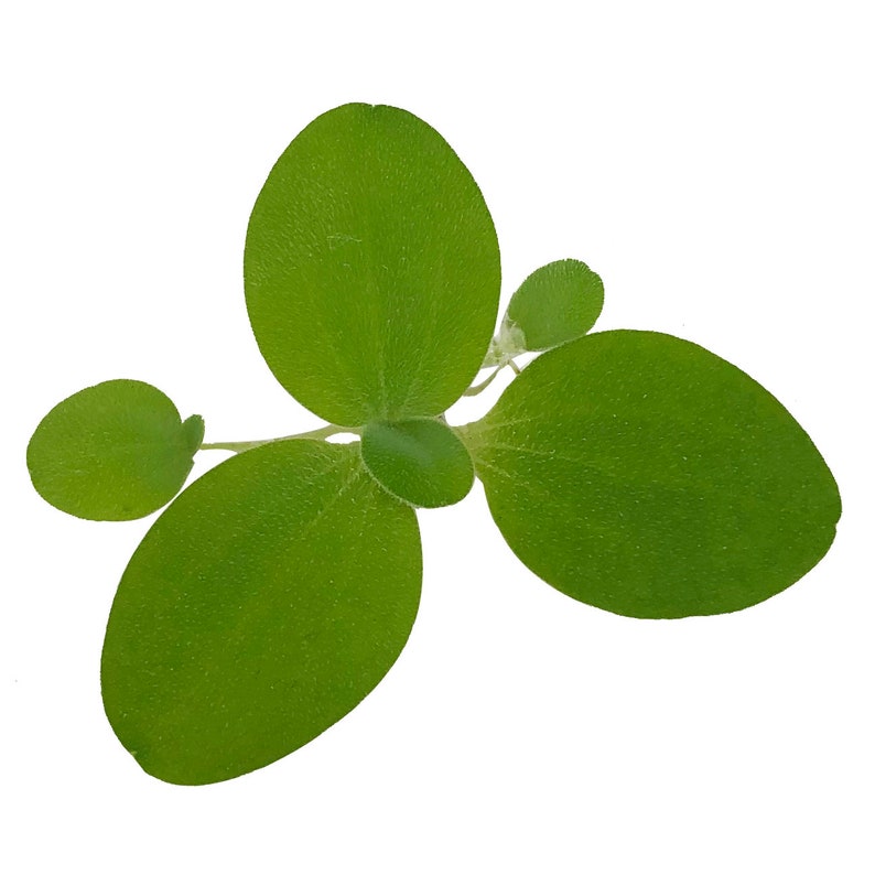 Sale Dwarf Water Lettuce, Pistia stratioes, Live Aquarium/Aquatic/Floating/Pond Plant image 2