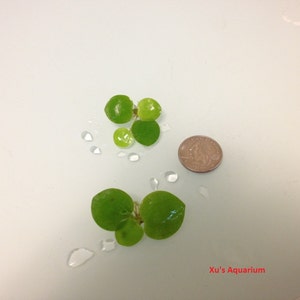 Venta Amazon frogbit, Limnobium laevigatum, Acuario Vivo/Acuático/Flotante/Planta de Estanque imagen 4