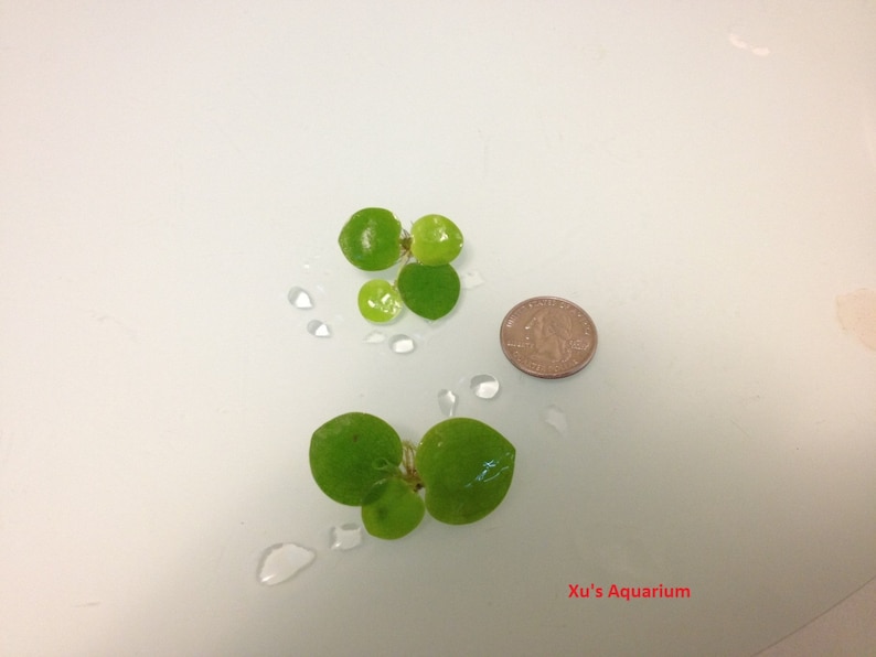 Venta Amazon frogbit, Limnobium laevigatum, Acuario Vivo/Acuático/Flotante/Planta de Estanque imagen 4