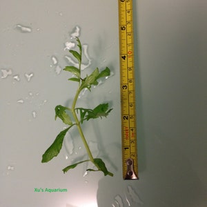 Water Wisteria, Hygrophila difformis, Live Aquarium/Aquatic/Background/Stem Plant,Planted Tank,Aquascape image 3