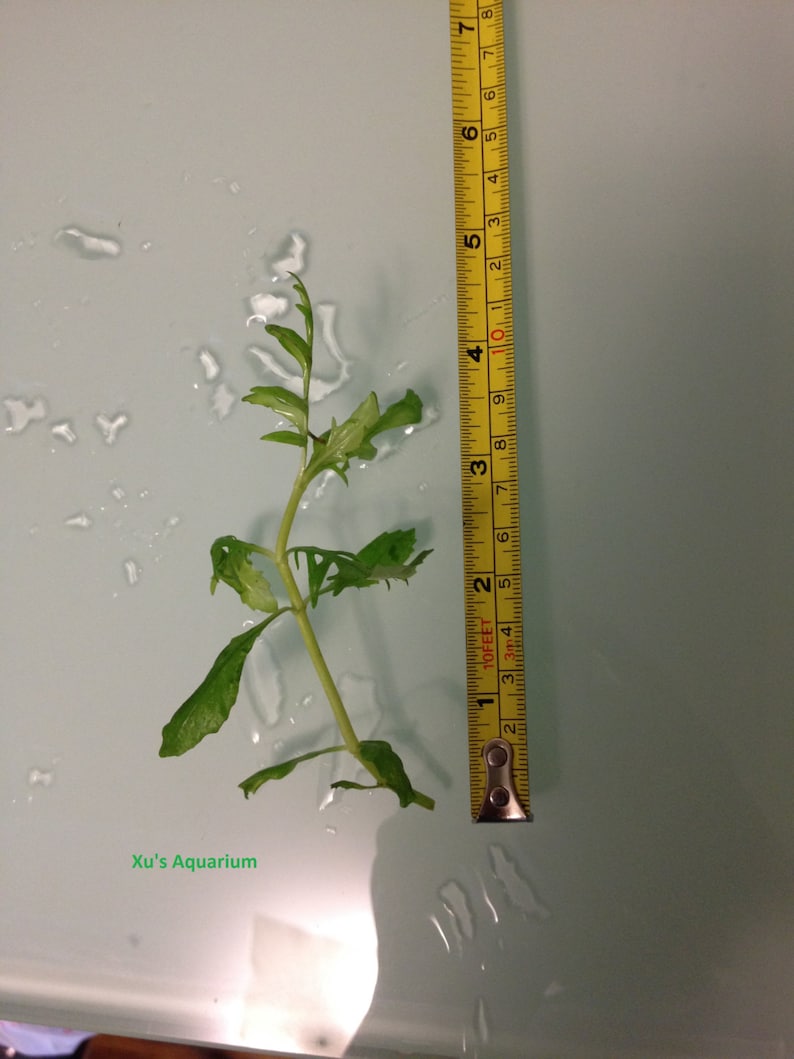 Water Wisteria, Hygrophila difformis, Live Aquarium/Aquatic/Background/Stem Plant,Planted Tank,Aquascape image 3