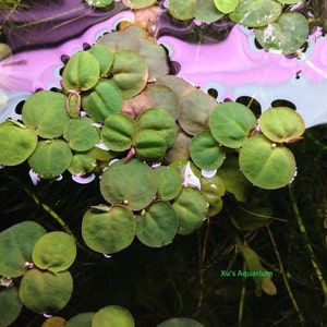 K&ouml;nnte beinhalten: Nahaufnahme einer gr&uuml;nen Wasserpflanze mit runden Bl&auml;ttern, die in einem klaren Wassertank schwimmt. Das Wasser reflektiert das Licht und erzeugt ein rosa-wei&szlig;es Muster. Der Text "Xu's Aquarium" ist in der rechten unteren Ecke des Bildes sichtbar.