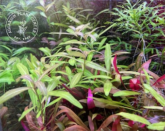 Hygrophila polysperma, Live Aquarium/Aquatic/Background/Red Plant,Planted Tank,Aquascape