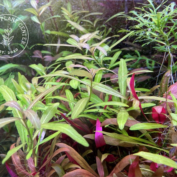 Hygrophila polysperma, Live Aquarium/Aquatic/Background/Red Plant,Planted Tank,Aquascape