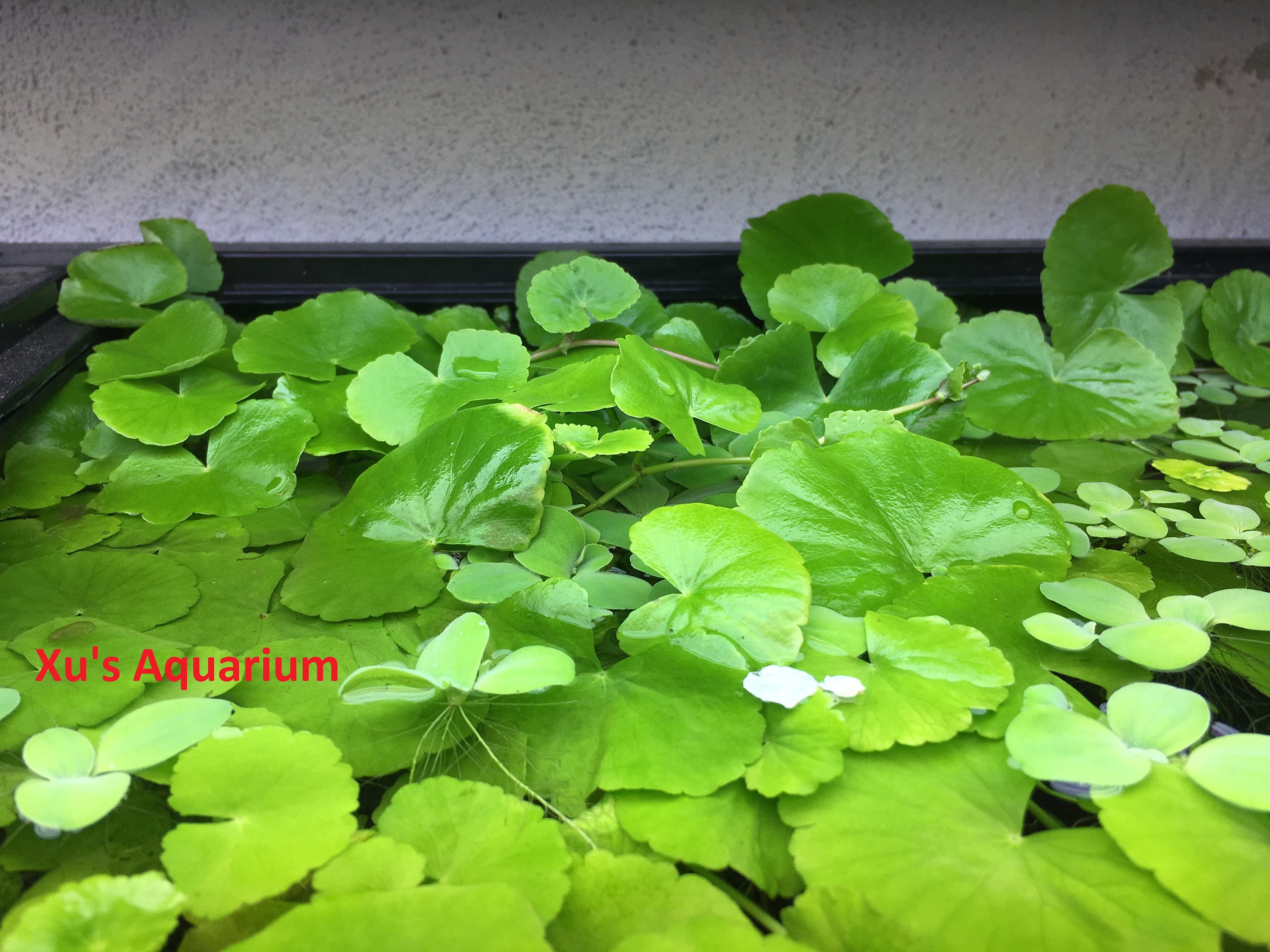 Brazilian Pennywort, Brazilian Water Ivy, Hydrocotyle leucocephala Live  Aquarium/Aquatic/Background/Stem/Floating Plant,Planted Tank