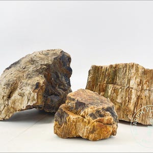 Petrified Wood Stone / Planted Aquarium / Decoration / Hardscape / Aquarium Décor /Natural Stone / Natural Aquarium
